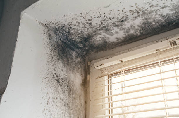 Affordable Basement Mold Removal solutions in Converse, TX